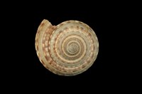 藏品(夸氏車輪螺)的圖片